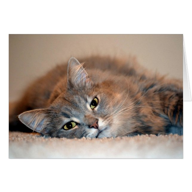 Long Haired Blue Russian Cat by Shirley Taylor Cards (Front Horizontal)