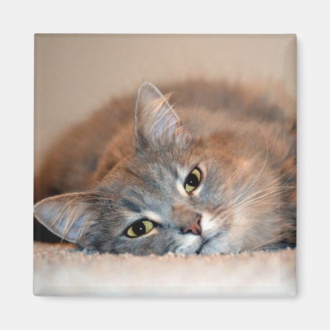 Long Haired Blue Russian Cat by Shirley Taylor Magnet (Front)