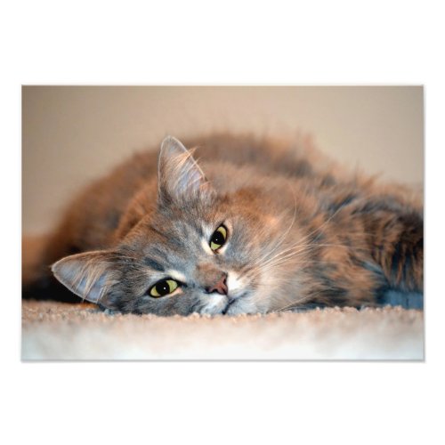 Long Haired Blue Russian Cat by Shirley Taylor Photo Print