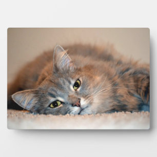 Long Haired Blue Russian Cat by Shirley Taylor Plaque