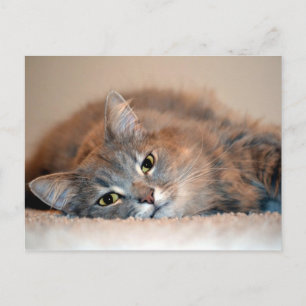 Long Haired Blue Russian Cat by Shirley Taylor Postcard