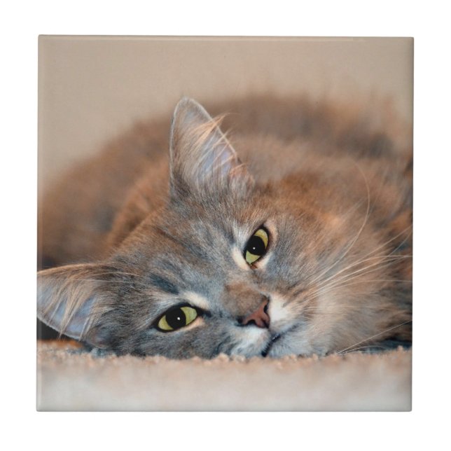 Long Haired Blue Russian Cat by Shirley Taylor Tile (Front)