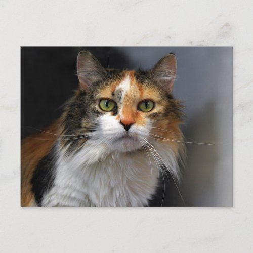 Long_haired Calico Cat Postcard