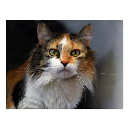 Long Haired Calico Cat Postcard Zazzle Com