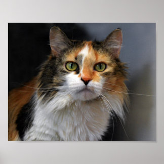 Long-Haired Calico Cat Poster