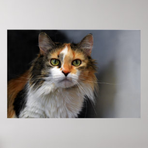 Long-Haired Calico Cat Poster