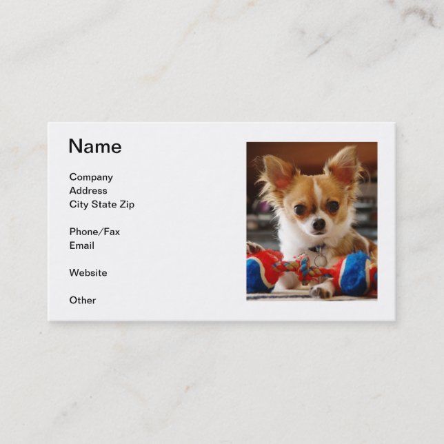 Long Haired Chihuahua Business Cards (Front)