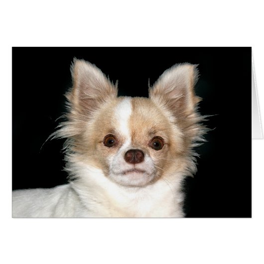 Long haired Chihuahua Cards (Front Horizontal)