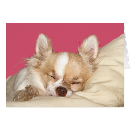 Long haired Chihuahua Cards (Front Horizontal)