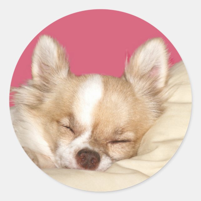 Long haired Chihuahua Classic Round Sticker (Front)