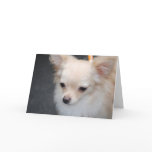 Long Haired Chihuahua Greeting Cards