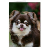 Long Haired Chihuahua Headshot 1 (Front)