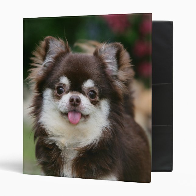 Long Haired Chihuahua Headshot 1 3 Ring Binder (Front/Inside)