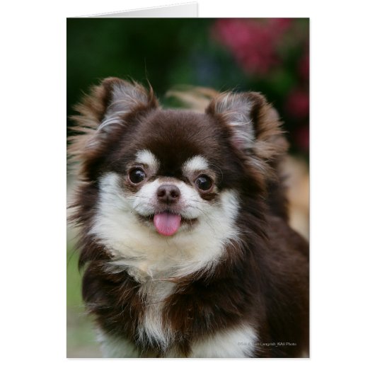 Long Haired Chihuahua Headshot 1 Cards (Front)