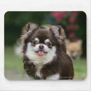 Long Haired Chihuahua Headshot 1 Mouse Pad