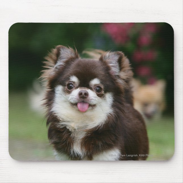 Long Haired Chihuahua Headshot 1 Mouse Pad (Front)