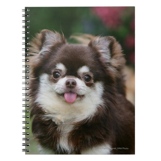 Long Haired Chihuahua Headshot 1 Notebook (Front)