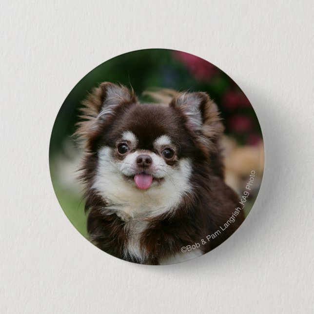 Long Haired Chihuahua Headshot 1 Pinback Button (Front)