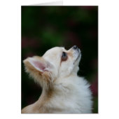 Long Haired Chihuahua Headshot 2 (Front)