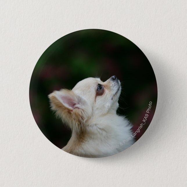Long Haired Chihuahua Headshot 2 Button (Front)