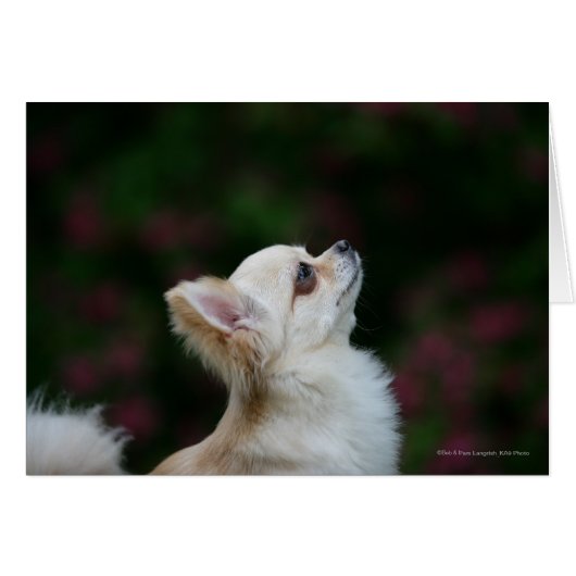 Long Haired Chihuahua Headshot 2 Cards (Front Horizontal)