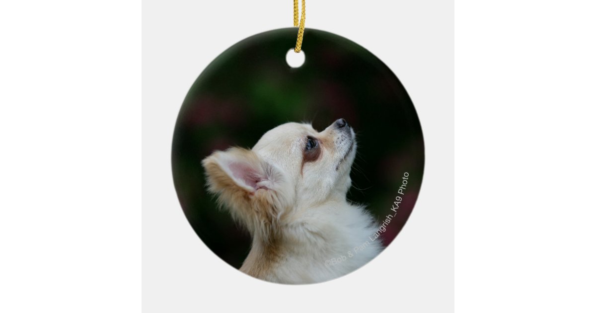 Long Haired Chihuahua Headshot 2 Ceramic Ornament Zazzle