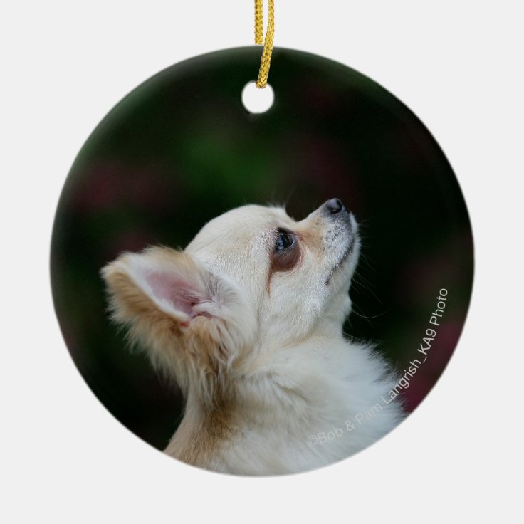 Long Haired Chihuahua Headshot 2 Ceramic Ornament Zazzle