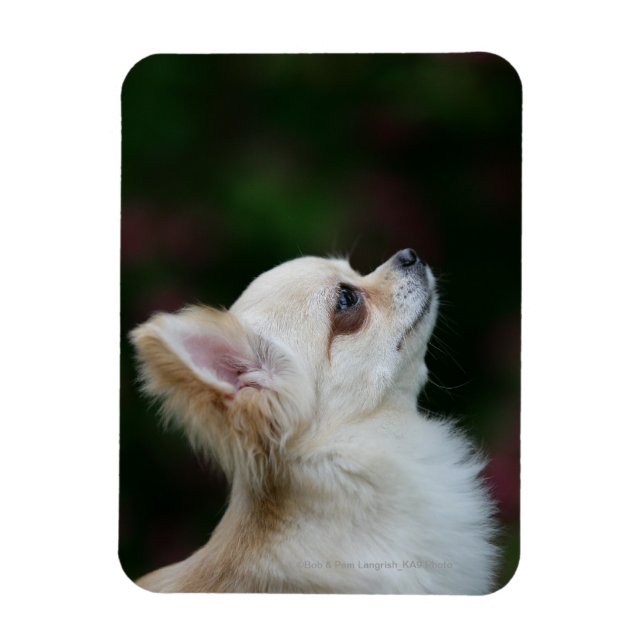 Long Haired Chihuahua Headshot 2 Magnet (Vertical)