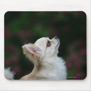 Long Haired Chihuahua Headshot 2 Mouse Pad