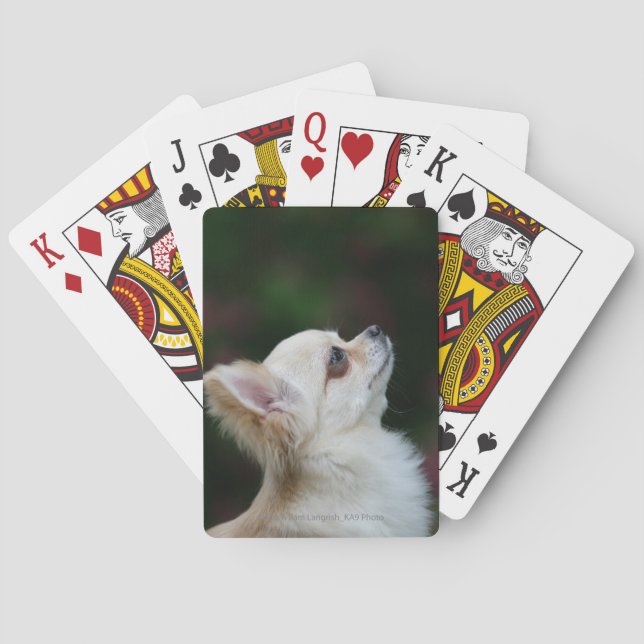 Long Haired Chihuahua Headshot 2 Poker Cards (Back)