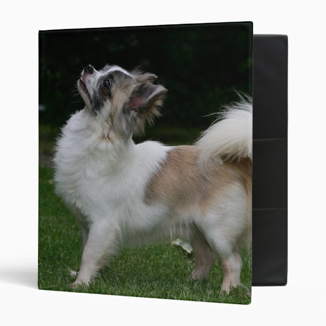 Long Haired Chihuahua Looking at Camera 3 Ring Binder (Front/Inside)