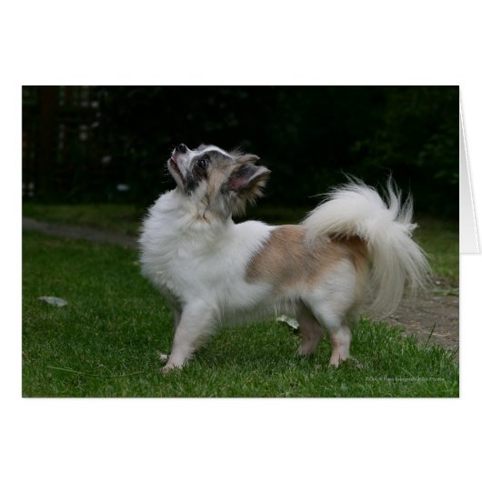Long Haired Chihuahua Looking at Camera Cards (Front Horizontal)