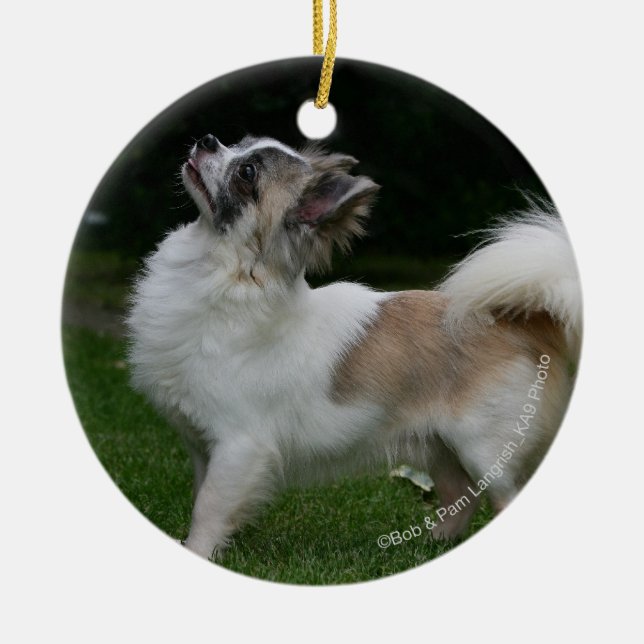 Long Haired Chihuahua Looking at Camera Ceramic Ornament (Front)