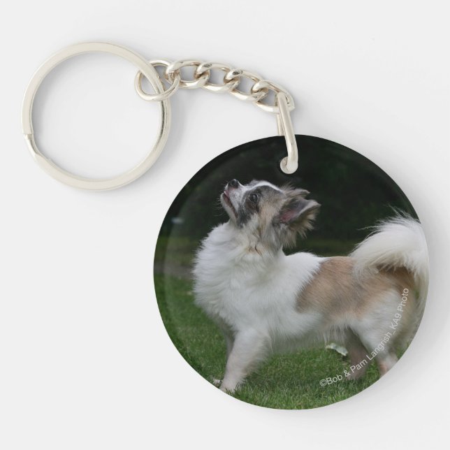 Long Haired Chihuahua Looking at Camera Keychain (Front)