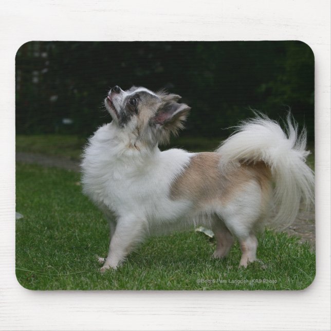 Long Haired Chihuahua Looking at Camera Mouse Pad (Front)