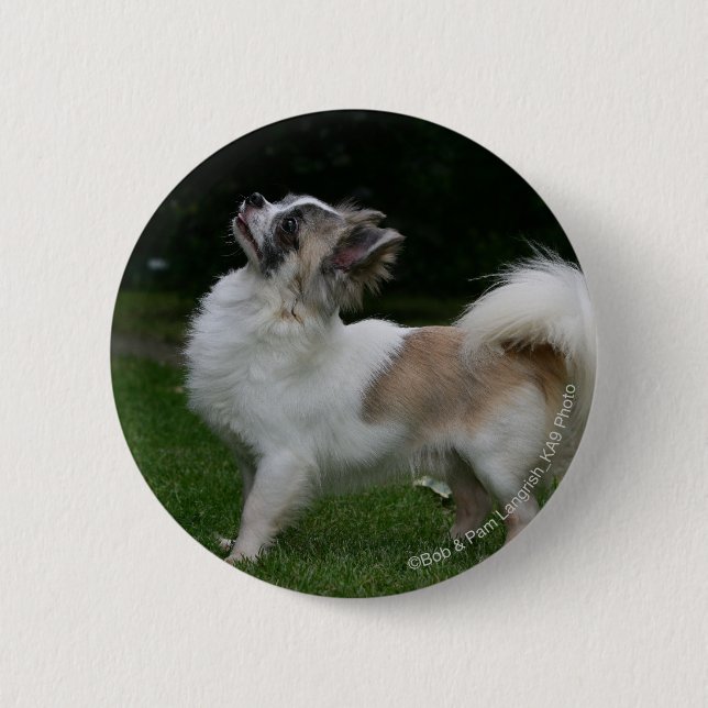 Long Haired Chihuahua Looking at Camera Pinback Button (Front)