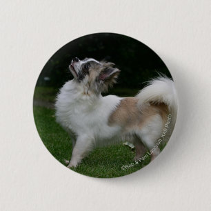 Long Haired Chihuahua Looking at Camera Pinback Button
