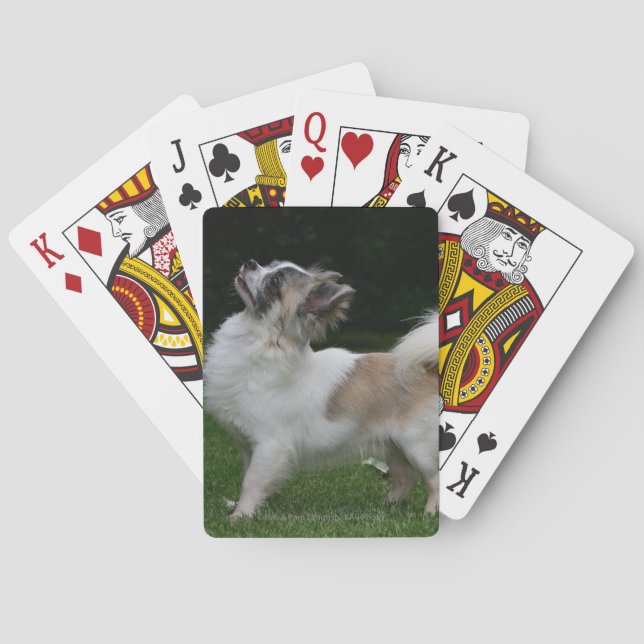 Long Haired Chihuahua Looking at Camera Poker Cards (Back)