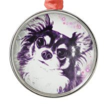 Long Haired Chihuahua