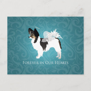 Long-haired Chihuahua Pet Memorial - Sympathy Postcard