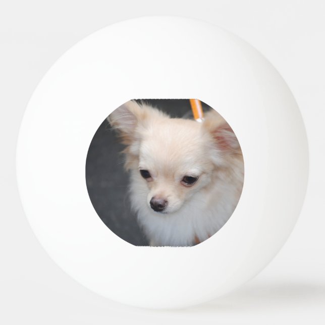 Long Haired Chihuahua Ping-Pong Ball (Front)
