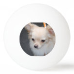 Long Haired Chihuahua Ping-Pong Ball
