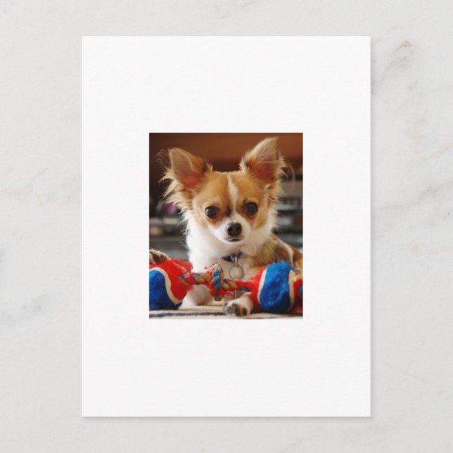 Long Haired Chihuahua Postcard (Front)