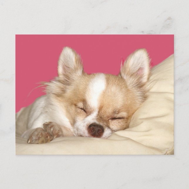Long haired Chihuahua Postcard (Front)