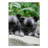 Long Haired Chihuahua Puppies (Front)