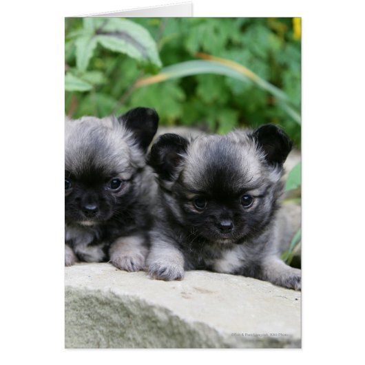 Long Haired Chihuahua Puppies Cards (Front)