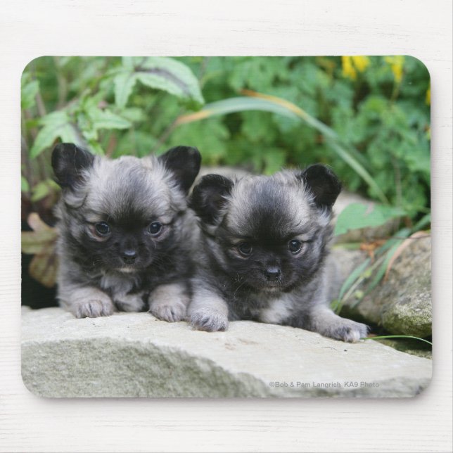 Long Haired Chihuahua Puppies Mouse Pad (Front)
