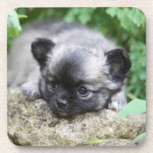 Long Haired Chihuahua Puppy Beverage Coaster