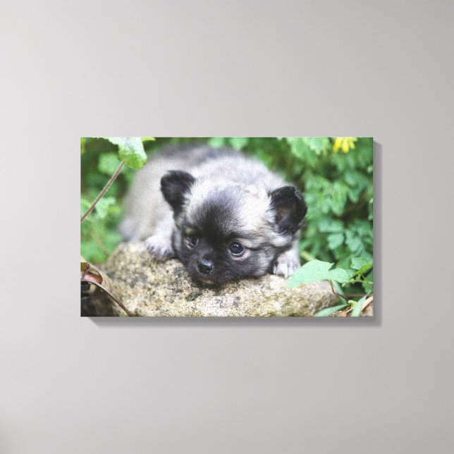 Long Haired Chihuahua Puppy Canvas Print (Front)