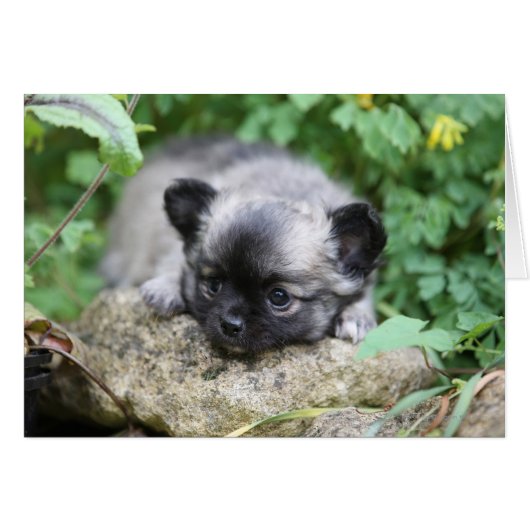 Long Haired Chihuahua Puppy Cards (Front Horizontal)